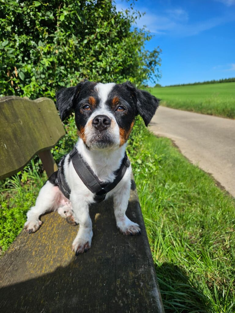 Straßenhund adoptieren – was ihr wissen müsst (und was Rio mich gelehrt hat)